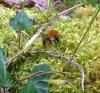 Bombus pascuorum